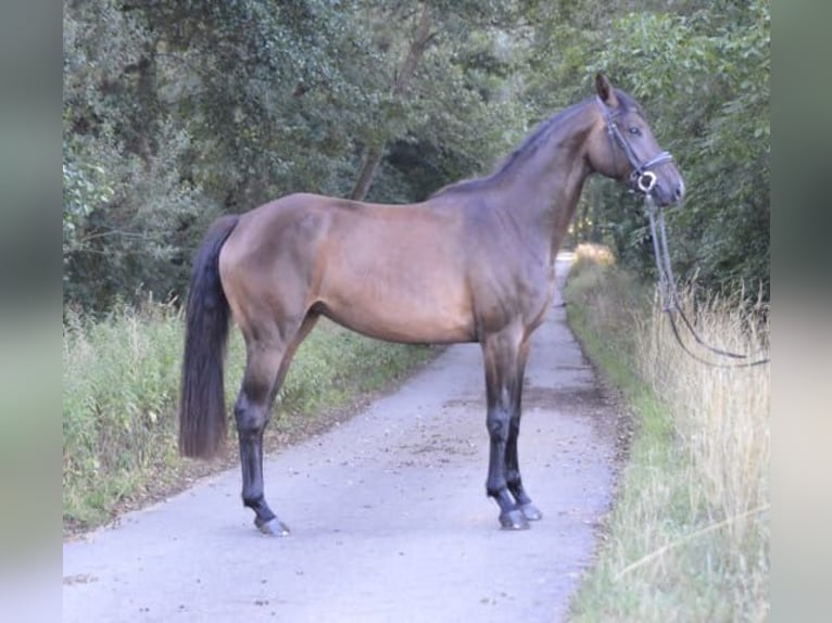 Niemiecki koń sportowy Klacz 3 lat 164 cm Skarogniada in Wiesentheid