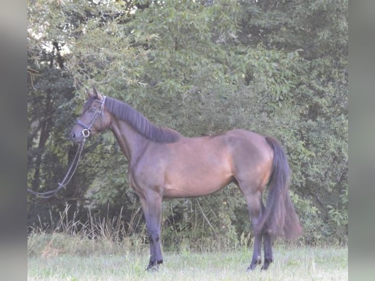 Niemiecki koń sportowy Klacz 3 lat 164 cm Skarogniada in Wiesentheid