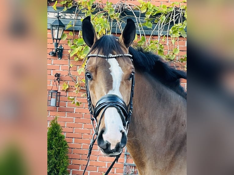 Niemiecki koń sportowy Klacz 3 lat 165 cm Gniada in Martfeld