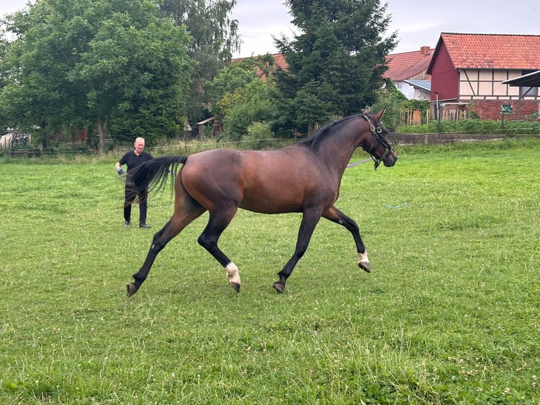 Niemiecki koń sportowy Klacz 3 lat 165 cm Gniada in Hohenstein