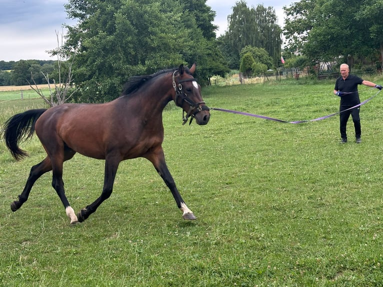 Niemiecki koń sportowy Klacz 3 lat 165 cm Gniada in Hohenstein