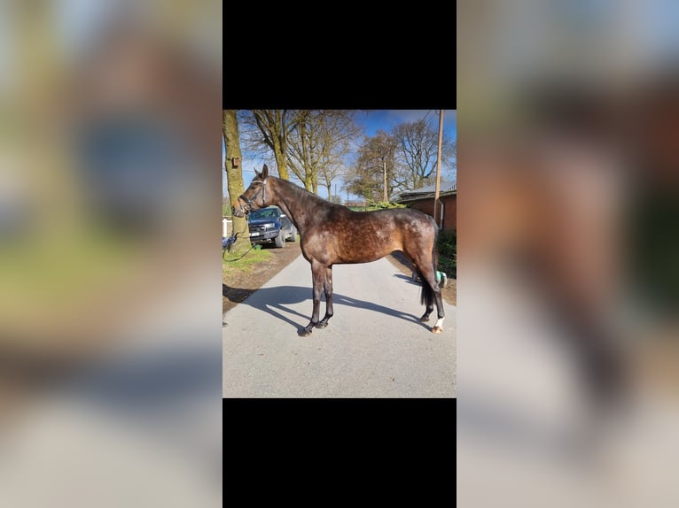 Niemiecki koń sportowy Klacz 3 lat 165 cm Gniada in Coesfeld
