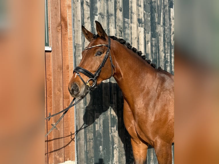Niemiecki koń sportowy Klacz 3 lat 165 cm Gniada in Meckenbeuren
