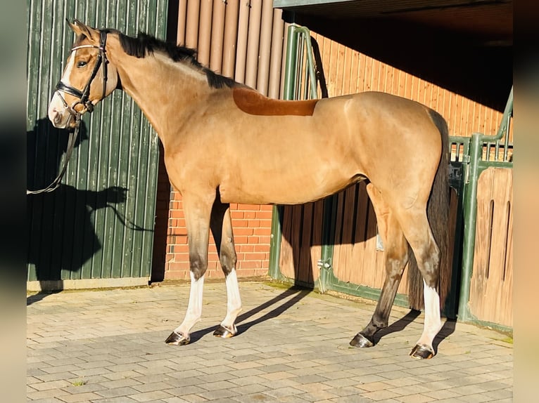 Niemiecki koń sportowy Klacz 3 lat 165 cm Gniada in Martfeld