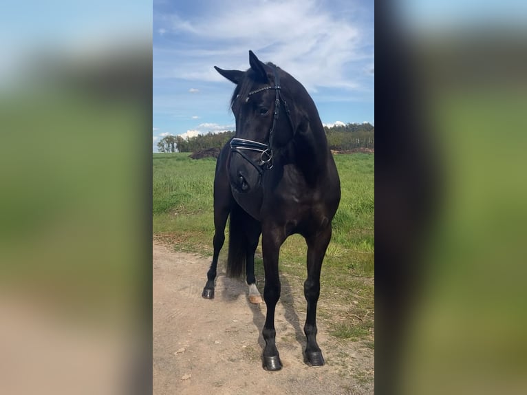 Niemiecki koń sportowy Klacz 3 lat 165 cm Kara in Rochau
