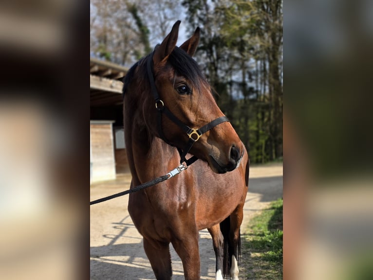 Niemiecki koń sportowy Klacz 3 lat 166 cm Gniada in Laaber