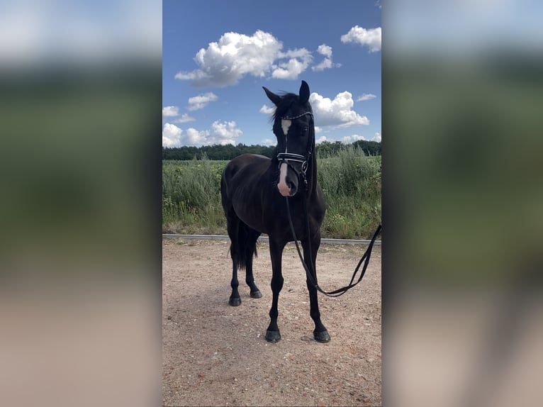 Niemiecki koń sportowy Klacz 3 lat 166 cm Kasztanowata in Bismark (Altmark)