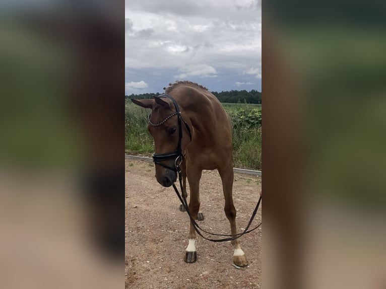 Niemiecki koń sportowy Klacz 3 lat 166 cm Kasztanowata in Bismark (Altmark)