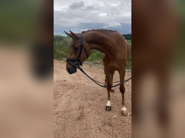 Niemiecki koń sportowy Klacz 3 lat 166 cm Kasztanowata in Bismark (Altmark)