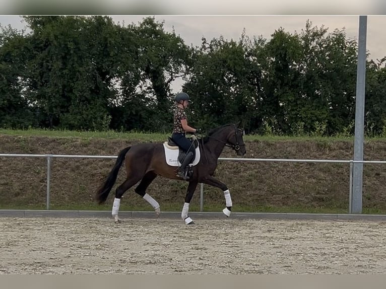 Niemiecki koń sportowy Klacz 3 lat 167 cm Ciemnogniada in Ladeburg