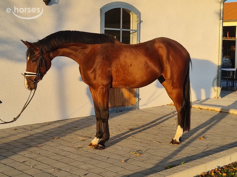 Niemiecki koń sportowy Klacz 3 lat 167 cm Gniada in Westerheim