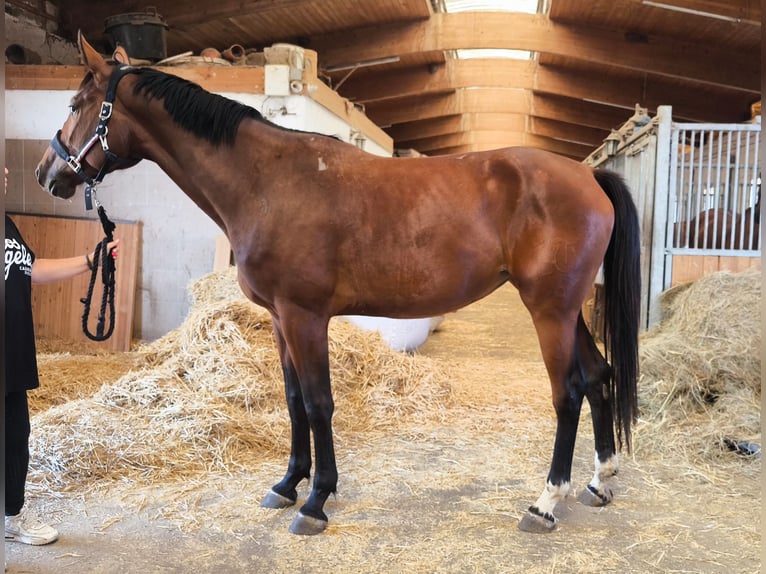 Niemiecki koń sportowy Klacz 3 lat 168 cm Ciemnogniada in Weiterstadt