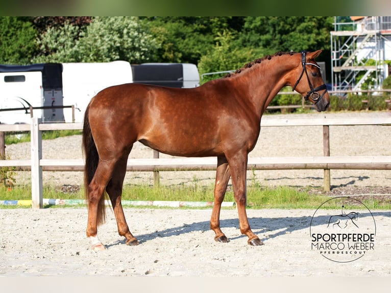 Niemiecki koń sportowy Klacz 3 lat 168 cm Ciemnokasztanowata in Lübeck
