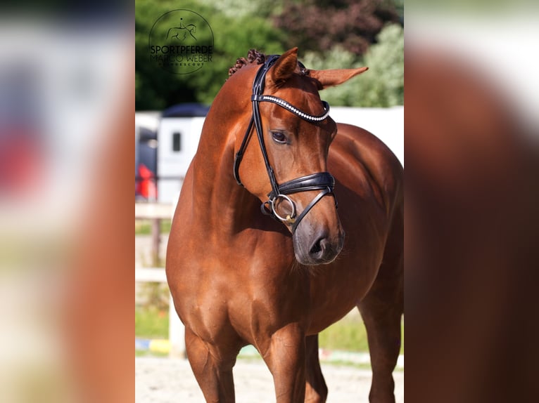 Niemiecki koń sportowy Klacz 3 lat 168 cm Ciemnokasztanowata in Lübeck
