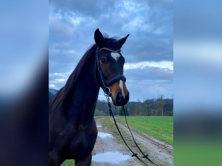 Niemiecki koń sportowy Klacz 3 lat 168 cm Gniada in Radevormwald