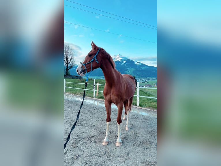 Niemiecki koń sportowy Klacz 3 lat 168 cm Kasztanowata in Kitzbühel