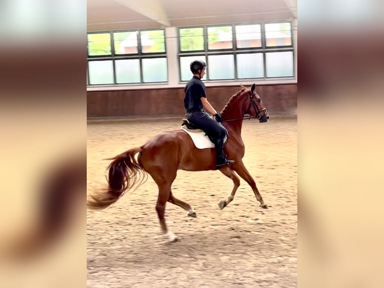Niemiecki koń sportowy Klacz 3 lat 168 cm Kasztanowata in L&#xF6;wenberger Land