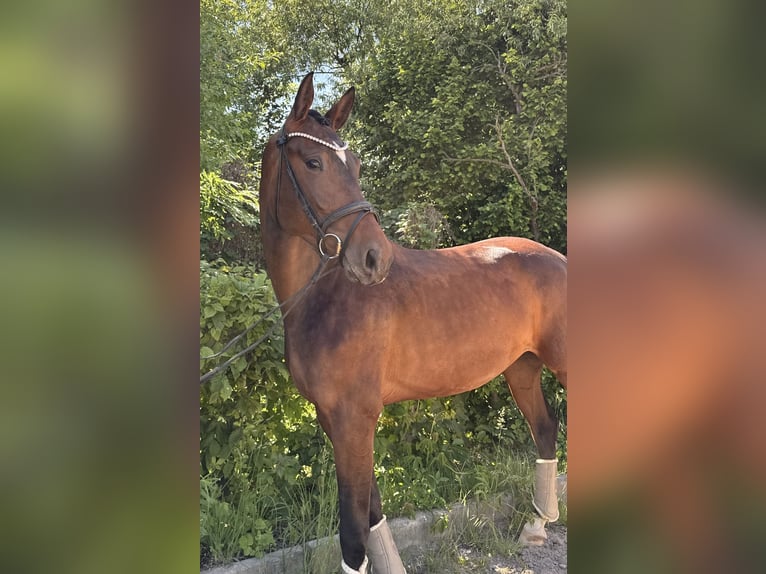 Niemiecki koń sportowy Klacz 3 lat 168 cm Skarogniada in Taucha