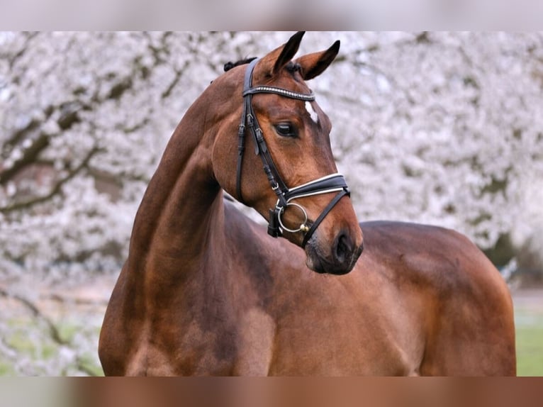 Niemiecki koń sportowy Klacz 3 lat 169 cm Gniada in Neustadt Dosse