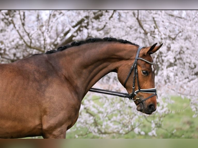 Niemiecki koń sportowy Klacz 3 lat 169 cm Gniada in Neustadt Dosse