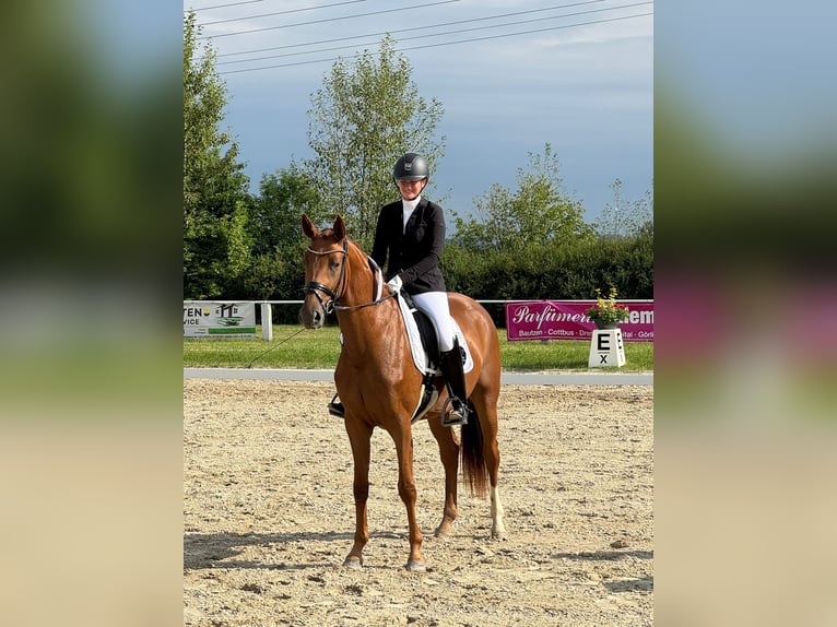 Niemiecki koń sportowy Klacz 3 lat 169 cm Kasztanowata in Priestewitz