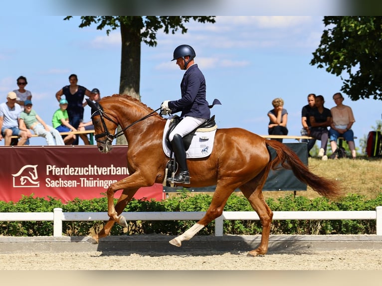 Niemiecki koń sportowy Klacz 3 lat 169 cm Kasztanowata in Priestewitz