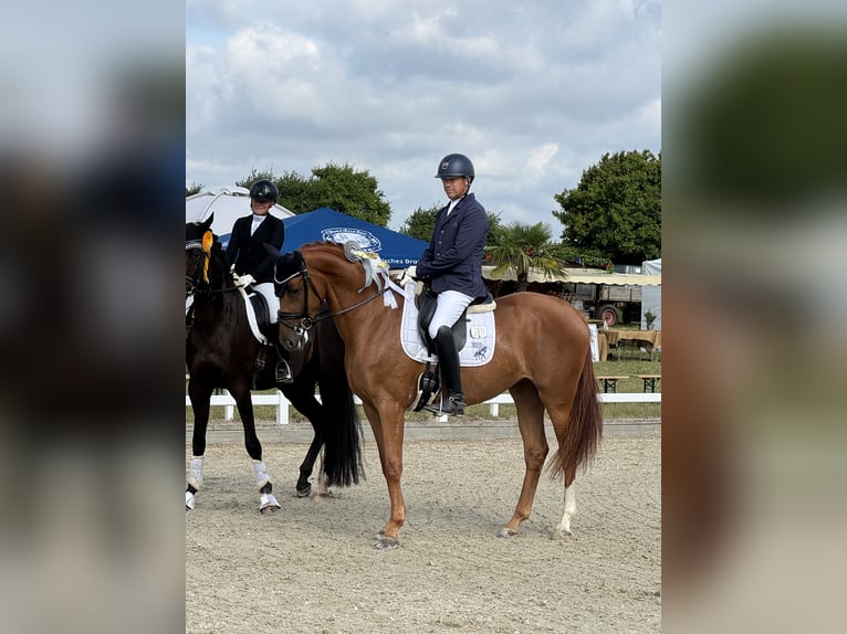 Niemiecki koń sportowy Klacz 3 lat 169 cm Kasztanowata in Priestewitz