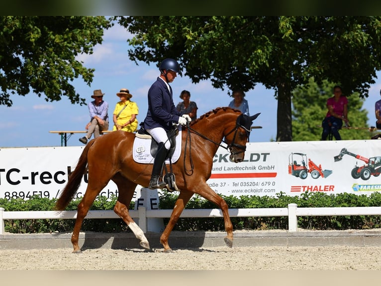Niemiecki koń sportowy Klacz 3 lat 169 cm Kasztanowata in Priestewitz