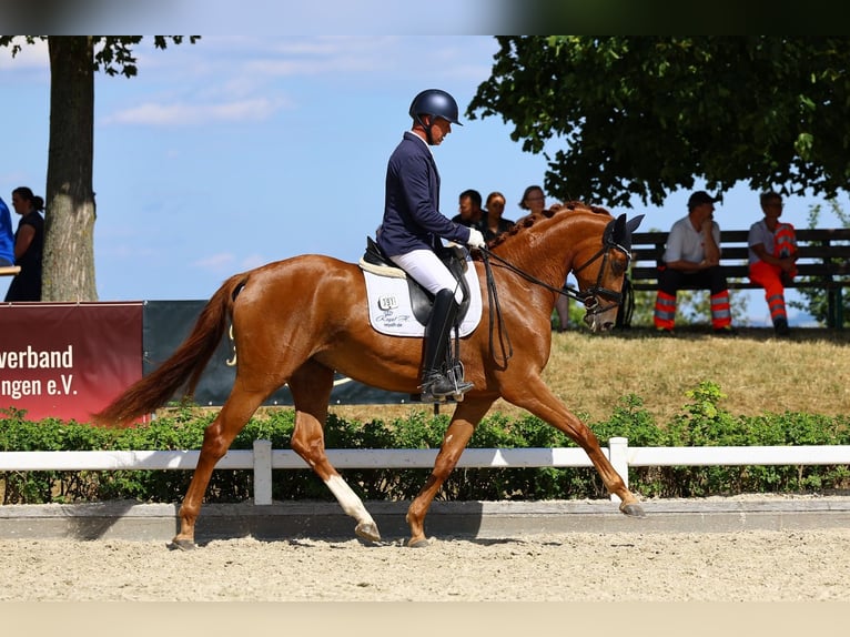 Niemiecki koń sportowy Klacz 3 lat 169 cm Kasztanowata in Priestewitz