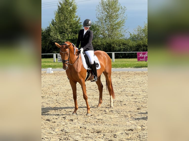 Niemiecki koń sportowy Klacz 3 lat 169 cm Kasztanowata in Priestewitz