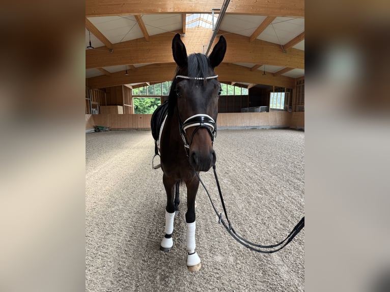 Niemiecki koń sportowy Klacz 3 lat 170 cm Ciemnogniada in Schw&#xE4;bisch Gm&#xFC;nd