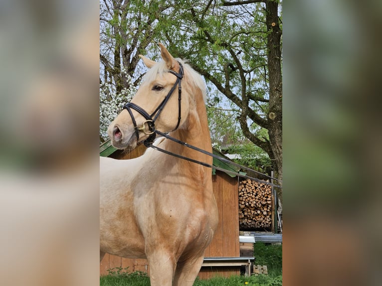Niemiecki koń sportowy Klacz 3 lat 170 cm Izabelowata in Weilheim in Oberbayern