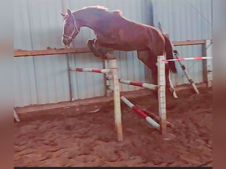 Niemiecki koń sportowy Klacz 3 lat 170 cm Kasztanowata in Artern