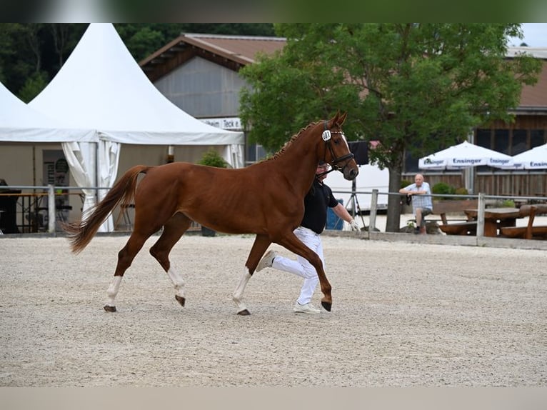 Niemiecki koń sportowy Klacz 3 lat 170 cm Kasztanowata in Illertissen