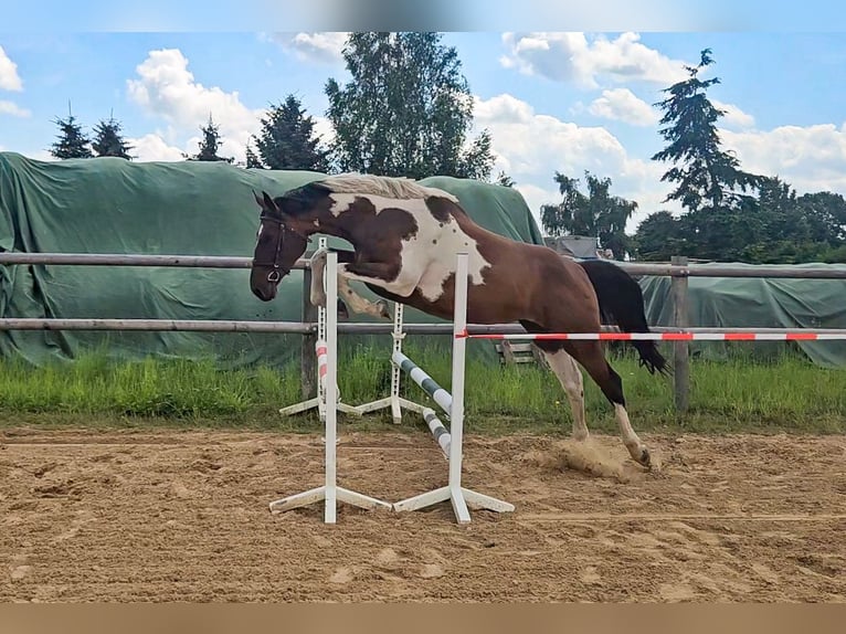 Niemiecki koń sportowy Klacz 3 lat 170 cm Srokata in Groß Roge