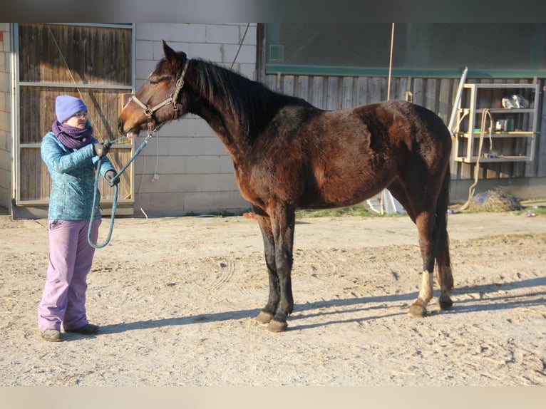 Niemiecki koń sportowy Klacz 3 lat 171 cm Ciemnogniada in Buchen