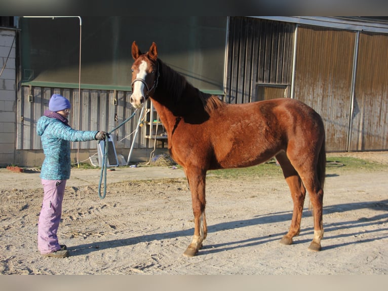Niemiecki koń sportowy Klacz 3 lat 171 cm Kasztanowata in Buchen (Odenwald)