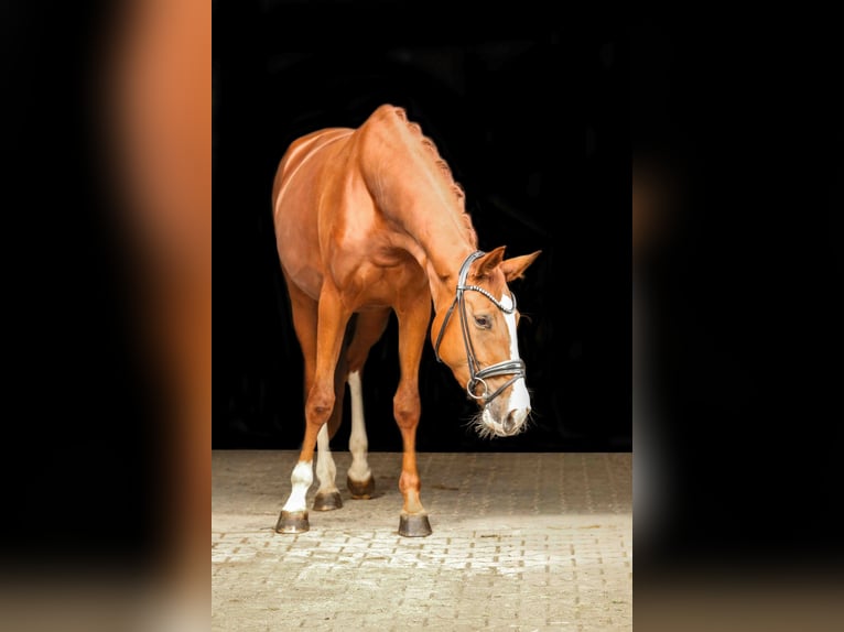 Niemiecki koń sportowy Klacz 3 lat 171 cm Kasztanowata in Crailsheim