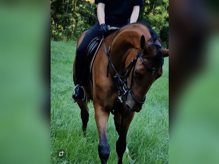 Niemiecki koń sportowy Klacz 3 lat 172 cm Gniada in Bottenbach