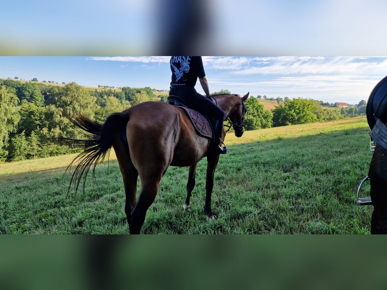 Niemiecki koń sportowy Klacz 3 lat 172 cm Gniada in Bottenbach