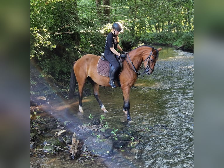Niemiecki koń sportowy Klacz 3 lat 172 cm Gniada in Bottenbach