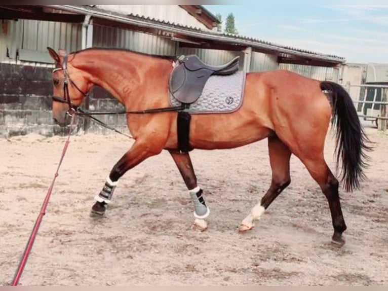Niemiecki koń sportowy Klacz 3 lat 172 cm Gniada in Bottenbach