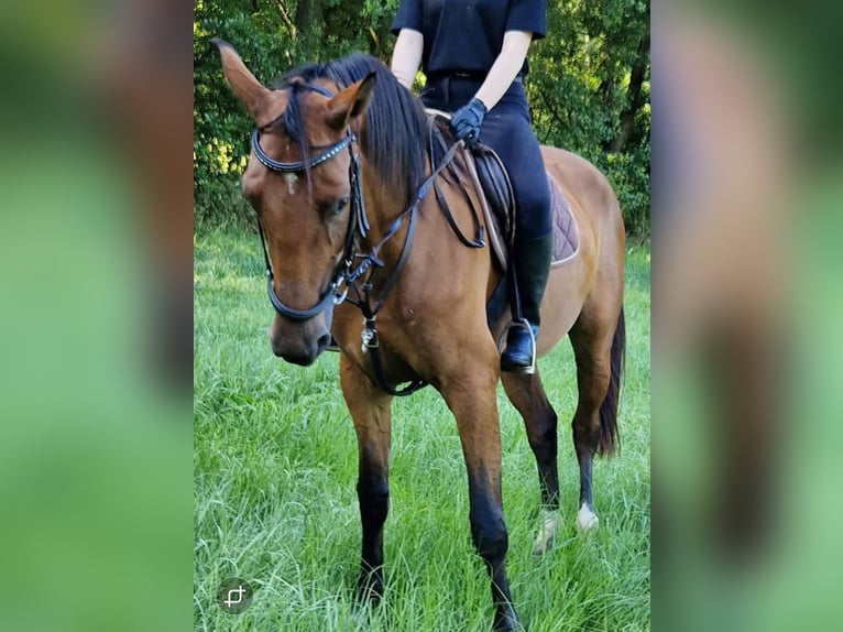 Niemiecki koń sportowy Klacz 3 lat 172 cm Gniada in Bottenbach