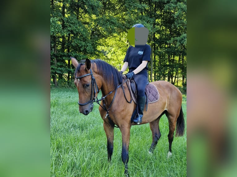 Niemiecki koń sportowy Klacz 3 lat 172 cm Gniada in Bottenbach
