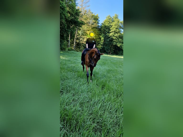 Niemiecki koń sportowy Klacz 3 lat 172 cm Gniada in Bottenbach