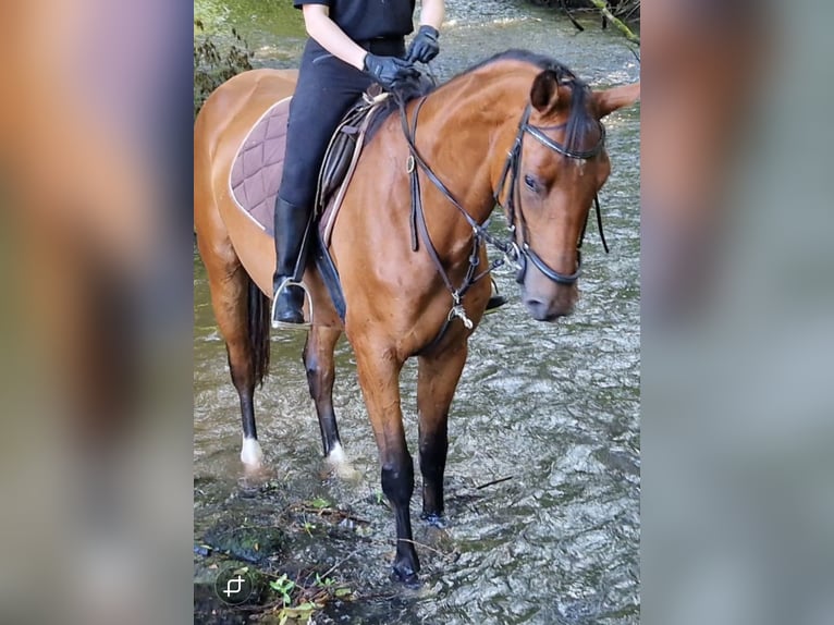 Niemiecki koń sportowy Klacz 3 lat 172 cm Gniada in Bottenbach
