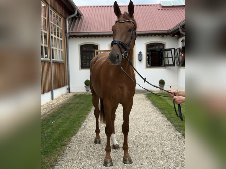 Niemiecki koń sportowy Klacz 3 lat 172 cm Kasztanowata in Jengen