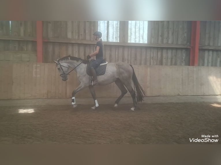 Niemiecki koń sportowy Klacz 3 lat 172 cm Siwa in Büttstedt