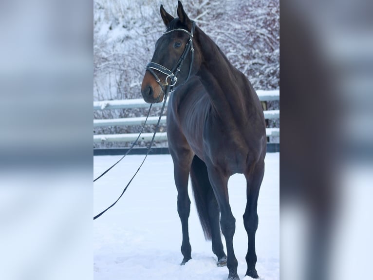 Niemiecki koń sportowy Klacz 3 lat 173 cm Ciemnogniada in Bautzen
