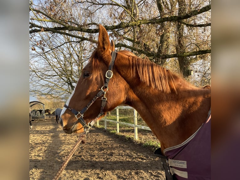Niemiecki koń sportowy Klacz 3 lat 174 cm Kasztanowata in L&#xF6;wenberger LandNassenheide